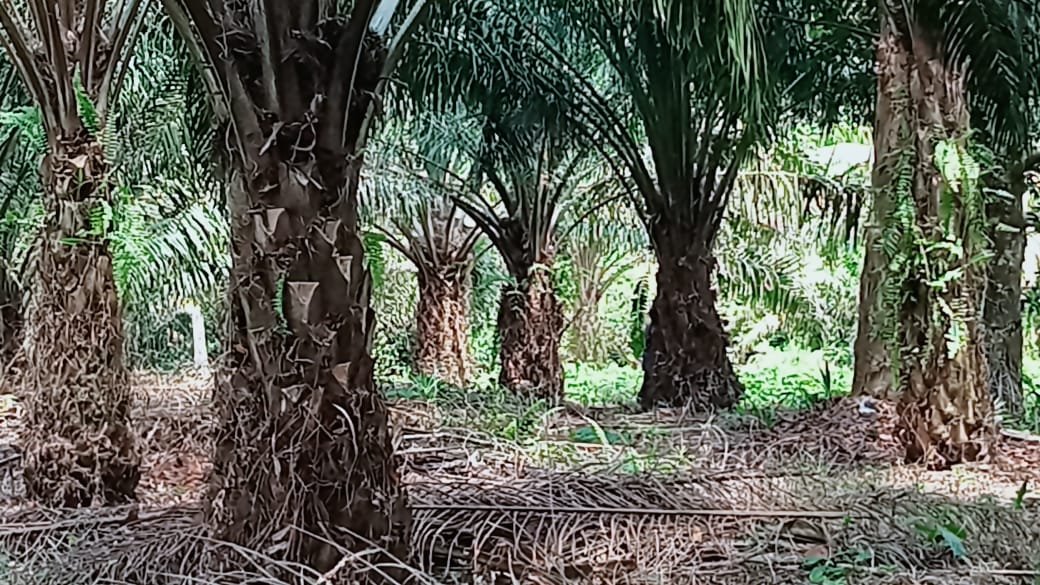 Kebun Sawit Luas ±6.800 Ha Dijual di Landak, Kalimantan Barat 10