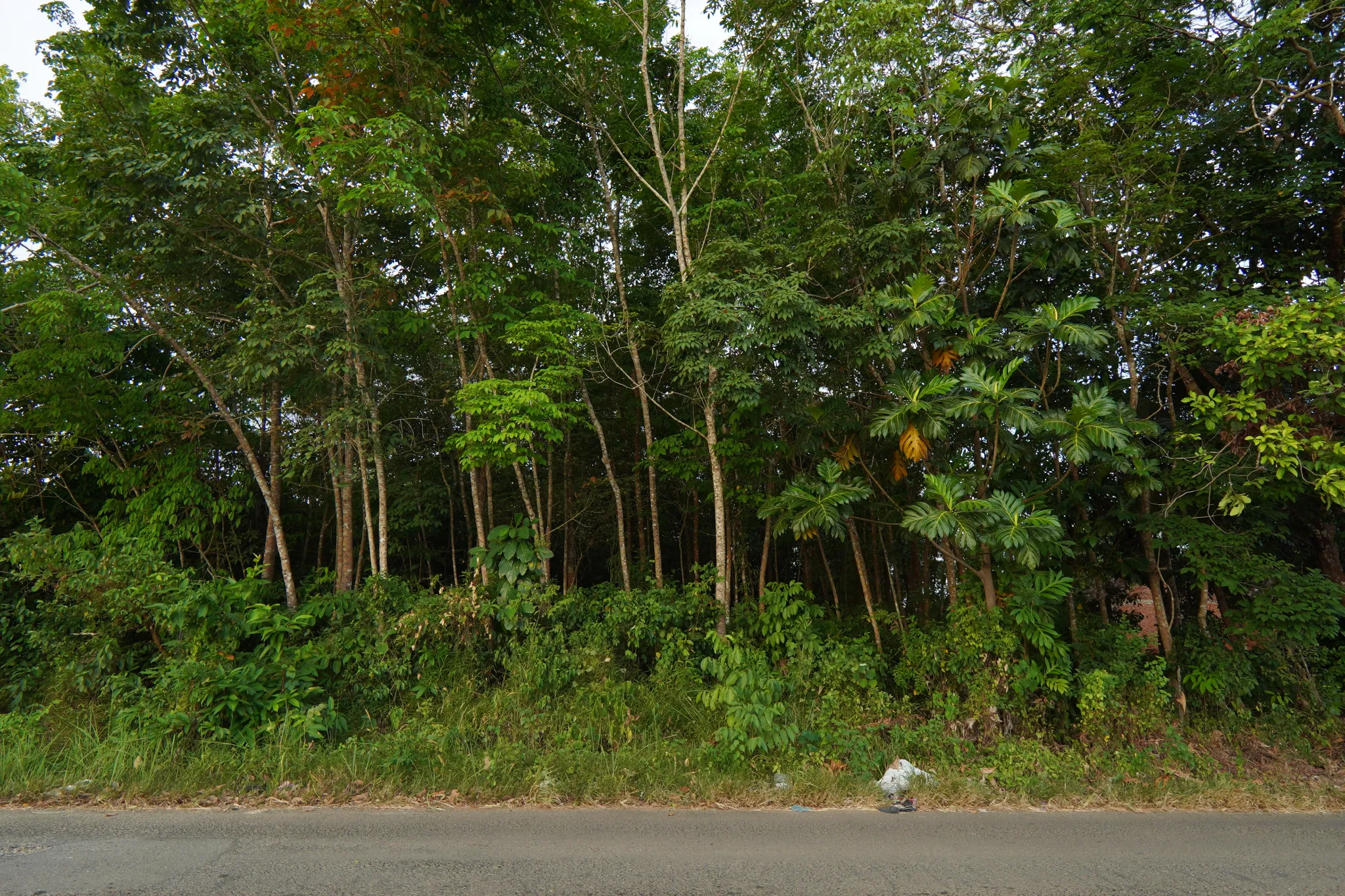 Tanah 2.500 m² Pinggir Jalan di Beramban Pelaihari, Depan Komplek Darmarta Land 2