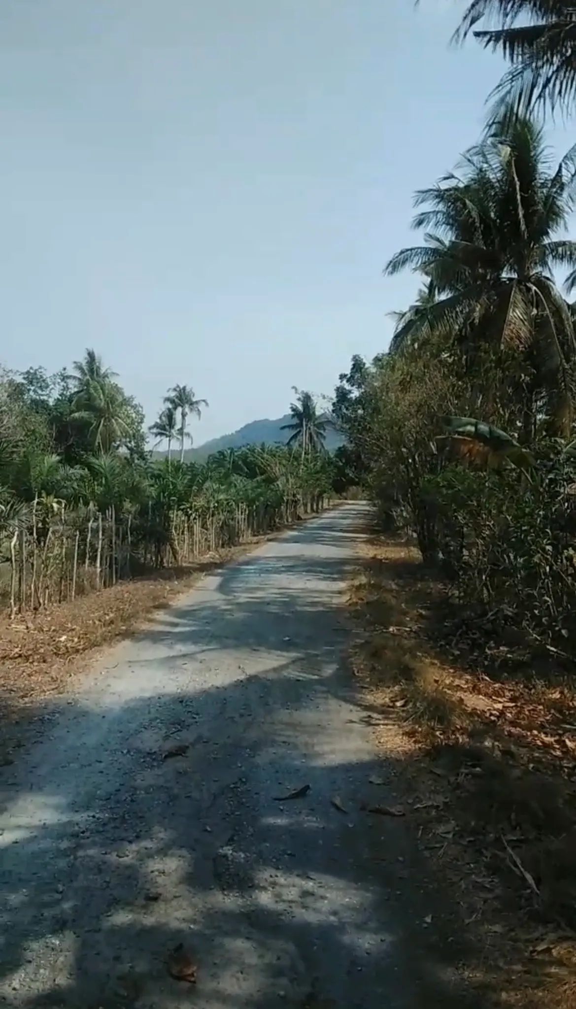Tanah Beserta Kebun Sawit Dijual di Sungai Riam, Pelaihari 2