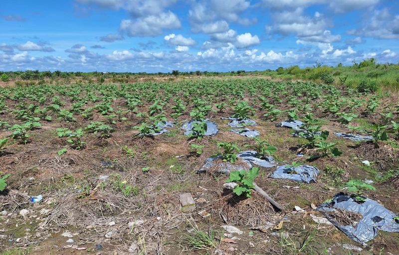 Tanah Luas ±12.500 Ha Dijual di Hulu Sungai Utara 3