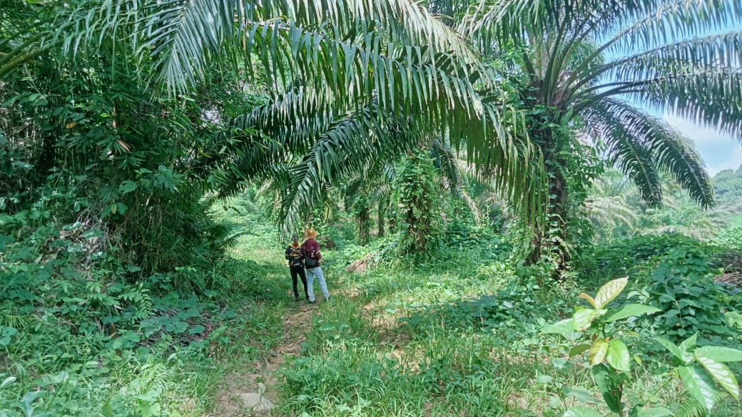 Kebun Sawit Luas ±6.800 Ha Dijual di Landak, Kalimantan Barat 11