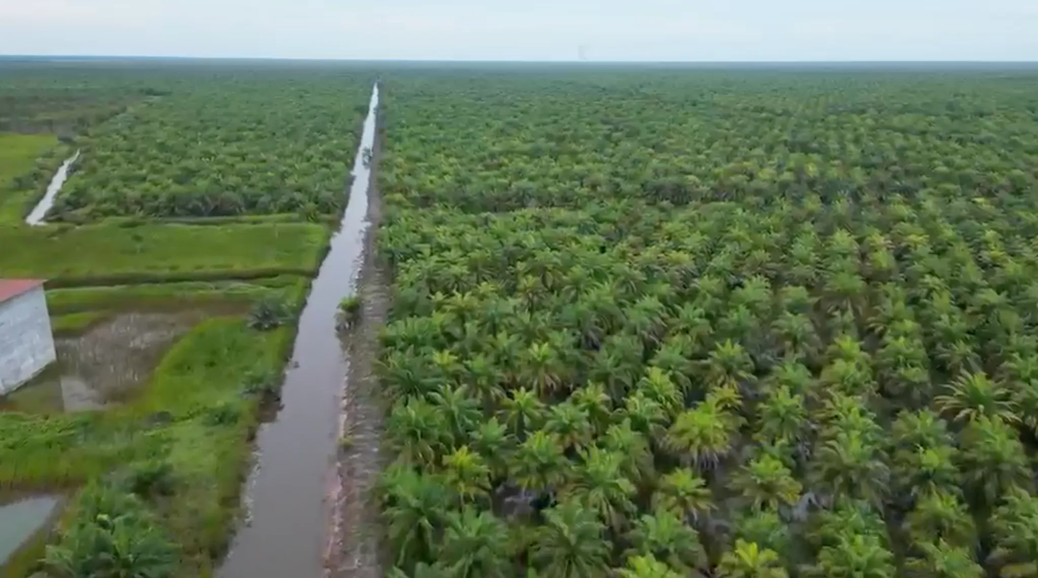 Kebun Sawit Luas ±600 Ha Dijual di Tapin 3