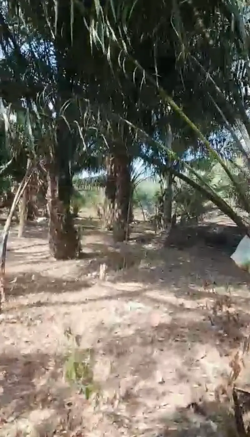 Tanah Beserta Kebun Sawit Dijual di Sungai Riam, Pelaihari 4