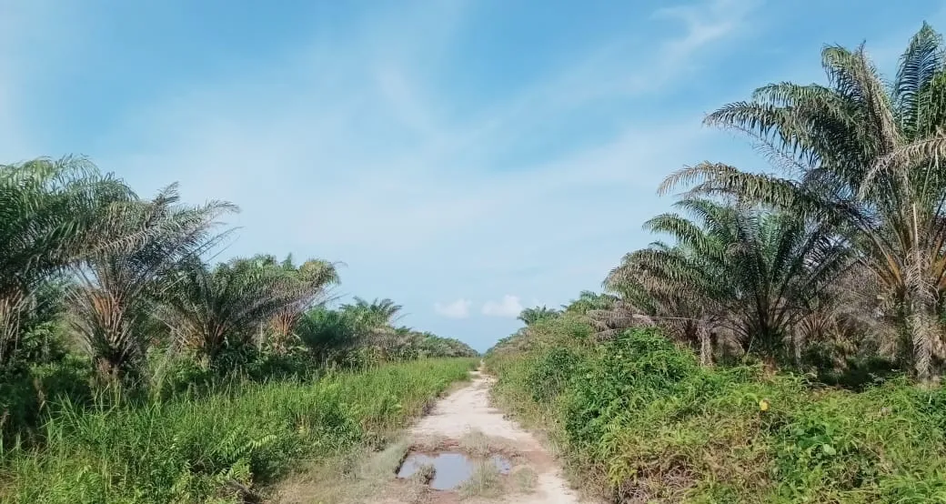 Kebun Sawit Luas ±6.800 Ha Dijual di Landak, Kalimantan Barat 2