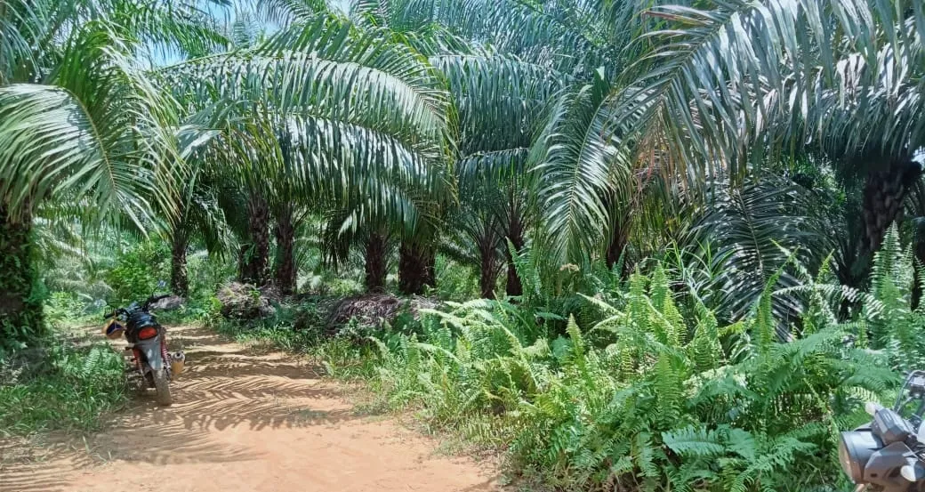 Kebun Sawit Luas ±6.800 Ha Dijual di Landak, Kalimantan Barat 7