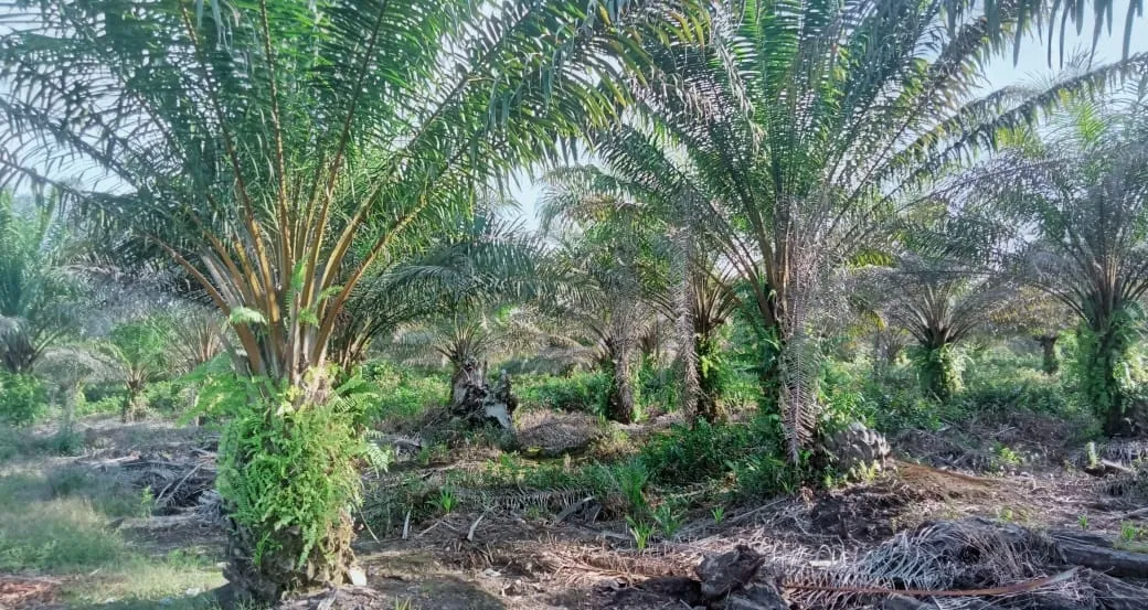 Kebun Sawit Luas ±6.800 Ha Dijual di Landak, Kalimantan Barat 6