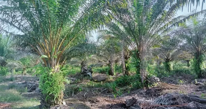 Kebun Sawit Luas ±6.800 Ha Dijual di Landak, Kalimantan Barat 6
