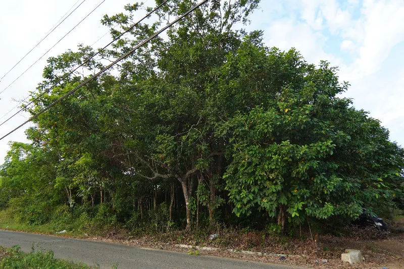 Tanah 2.500 m² Pinggir Jalan di Beramban Pelaihari, Depan Komplek Darmarta Land 3