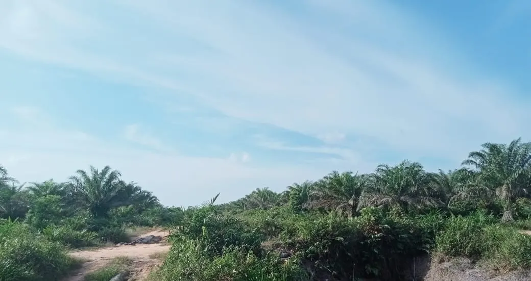 Kebun Sawit Luas ±6.800 Ha Dijual di Landak, Kalimantan Barat 5