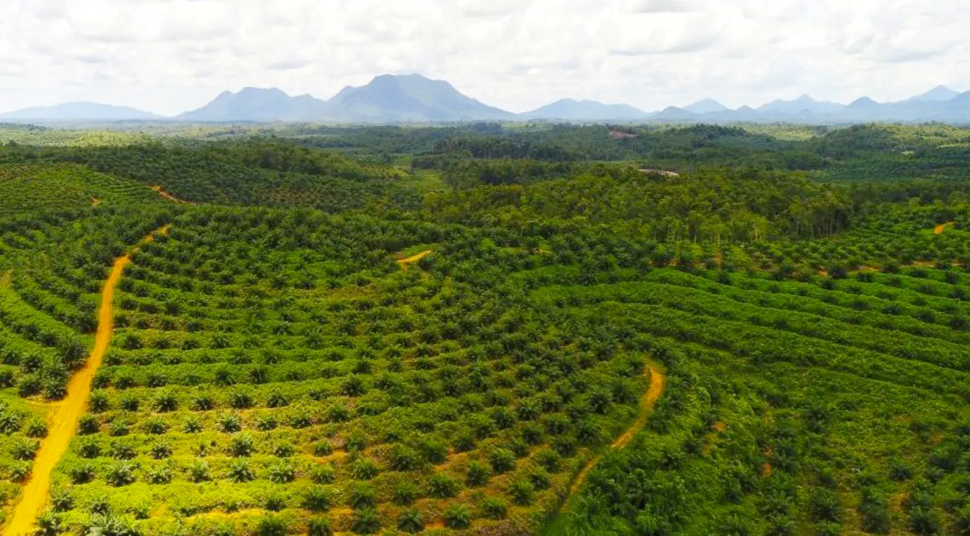 Kebun Sawit Luas ±6.800 Ha Dijual di Landak, Kalimantan Barat