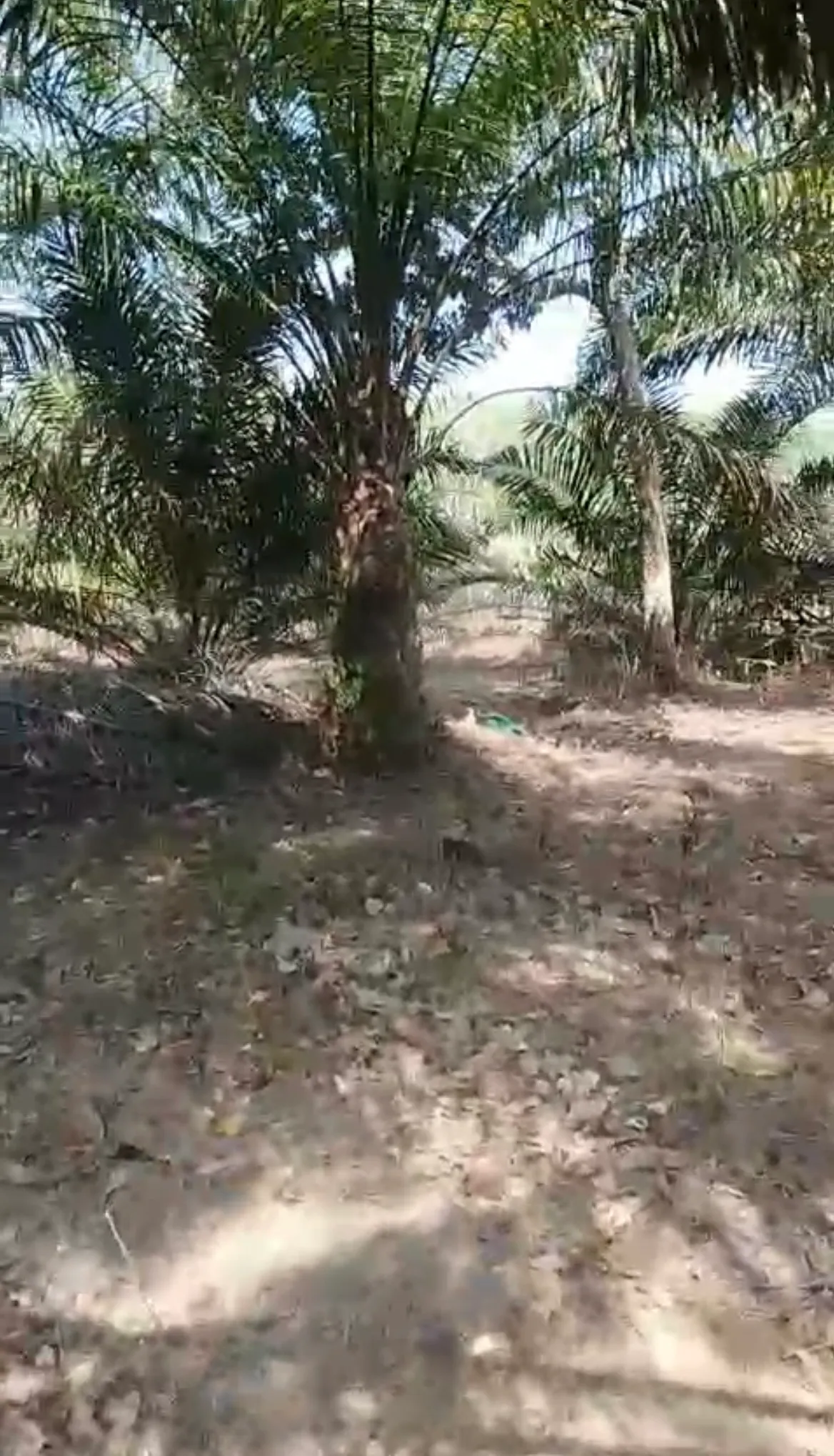 Tanah Beserta Kebun Sawit Dijual di Sungai Riam, Pelaihari 3