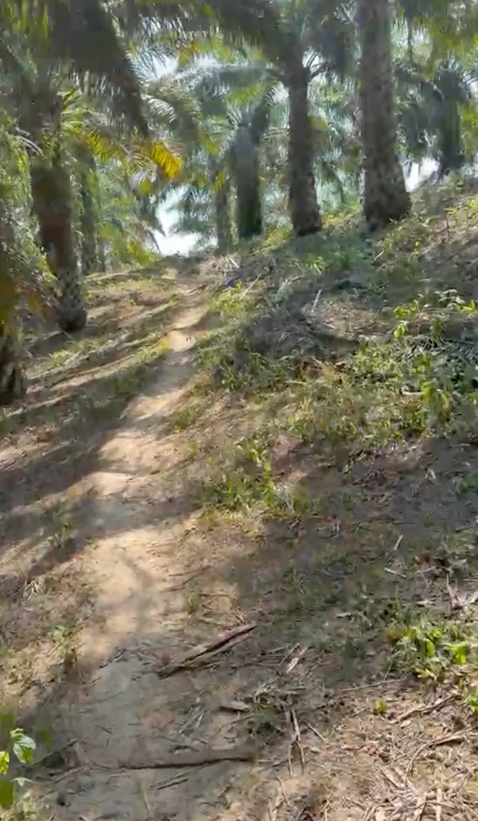 Kebun Sawit Luas ±8,1 Ha Dijual di Penajam Paser Utara, Kalimantan Timur
