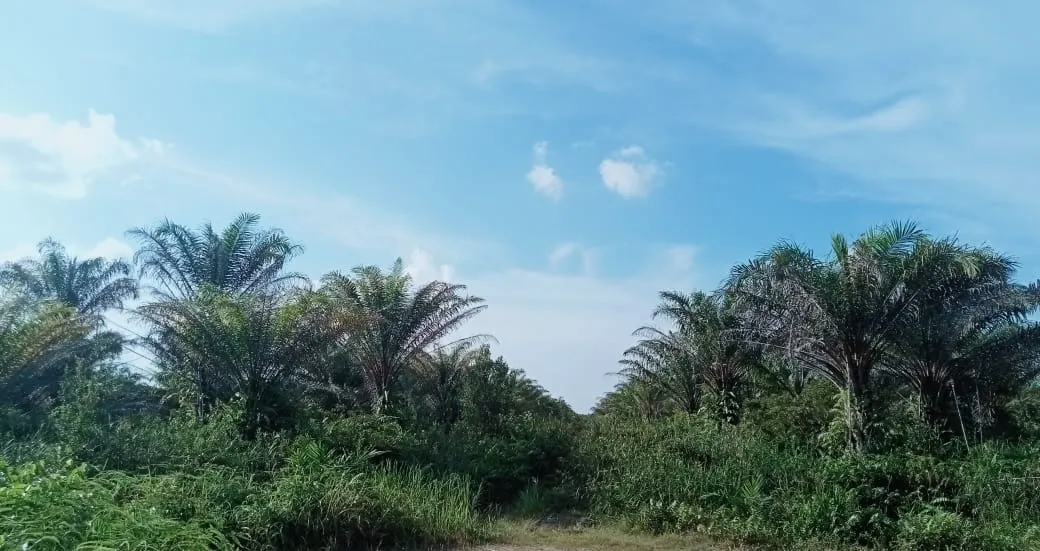 Kebun Sawit Luas ±6.800 Ha Dijual di Landak, Kalimantan Barat 3