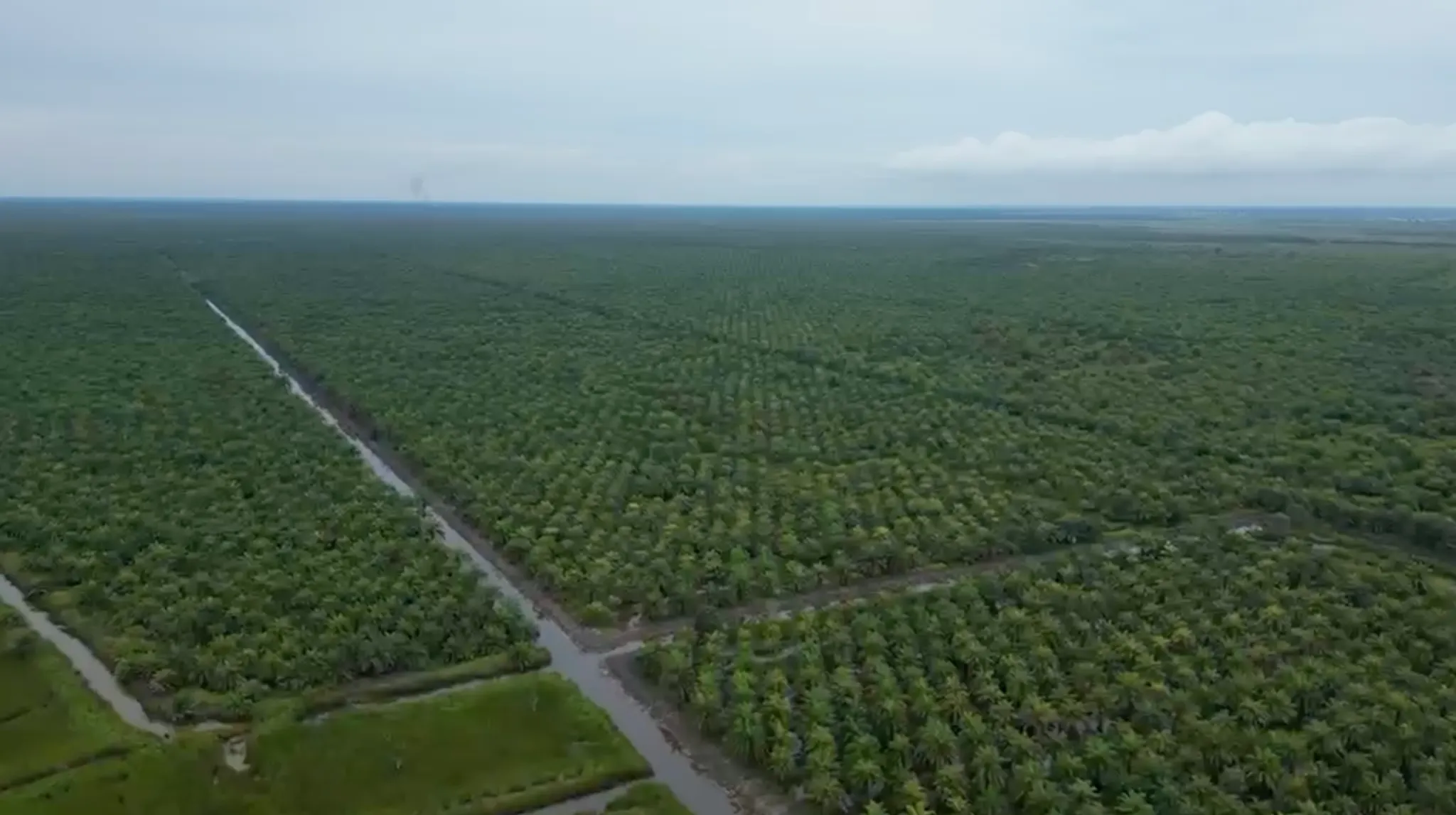 Kebun Sawit Luas ±600 Ha Dijual di Tapin