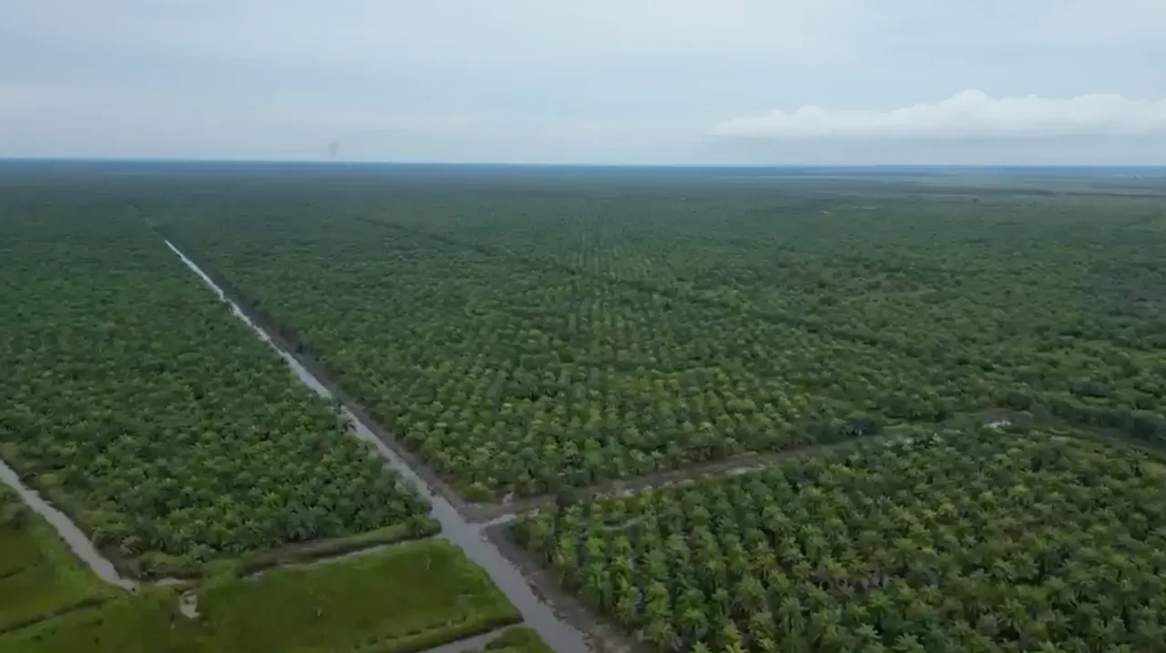 Kebun Sawit Luas ±600 Ha Dijual di Tapin