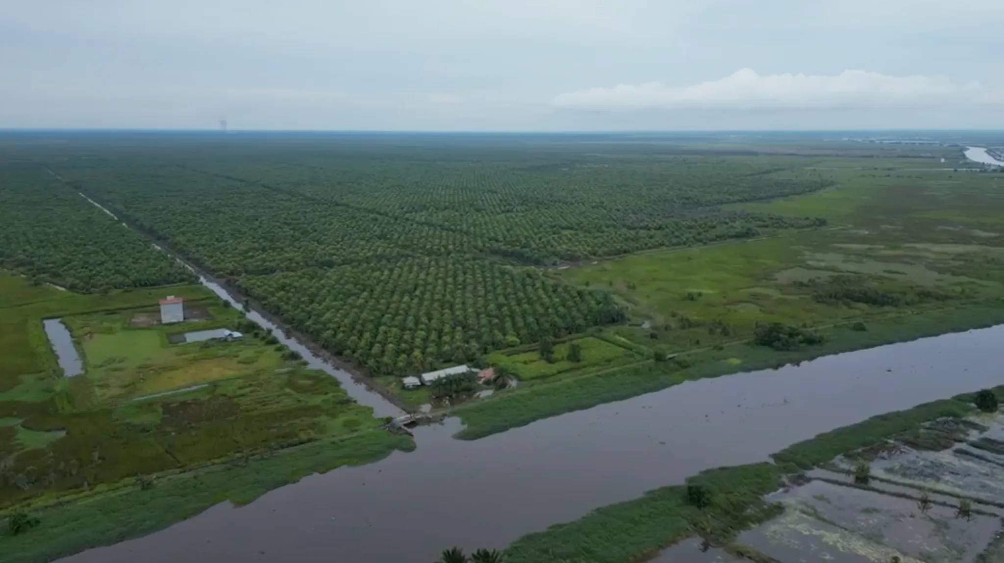Kebun Sawit Luas ±600 Ha Dijual di Tapin 2