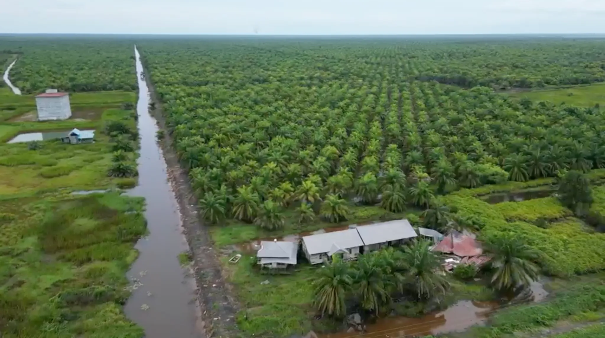 Kebun Sawit Luas ±600 Ha Dijual di Tapin 4