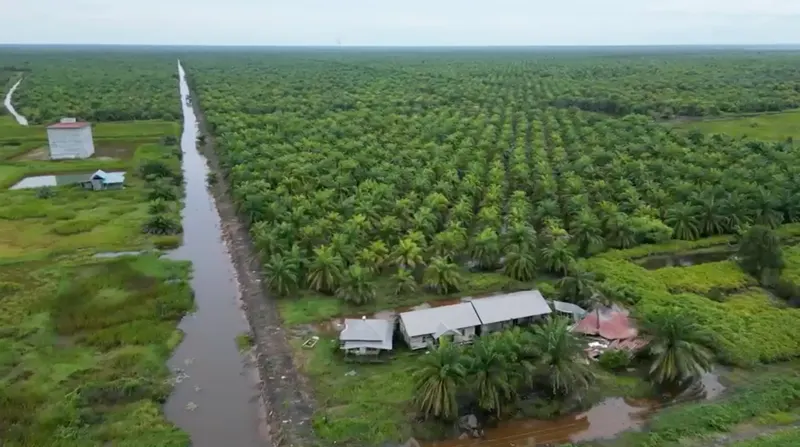 Kebun Sawit Luas ±600 Ha Dijual di Tapin 4