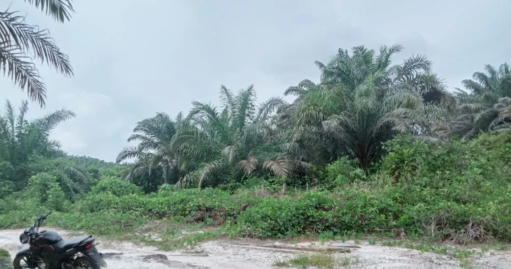 Kebun Sawit Luas ±6.800 Ha Dijual di Landak, Kalimantan Barat 9