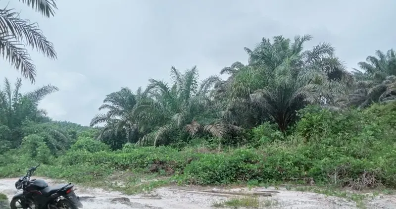 Kebun Sawit Luas ±6.800 Ha Dijual di Landak, Kalimantan Barat 9